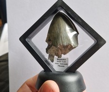 Megalodon Fossile Shark Dent Superbe En Flottant Cadre - Indonésie Java - 5cm À