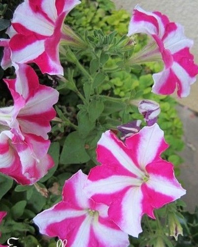 Surfinia pétunia rose - surfinia, 'rose