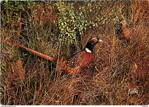 Carte postale animaux - carte,