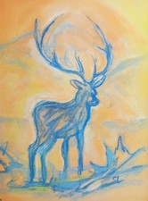 Le Cerf De La Forêt De Bélesta Ariège Pyrénées Occitanes Nature Animaux Sauvages