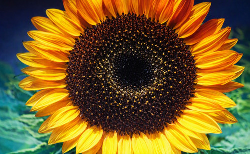 Graines tournesol geant - de,