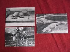 3 CPA PARIS JARDIN DES PLANTES