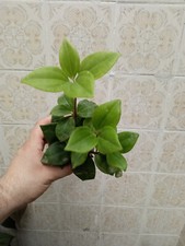 Peperomia Pereskifolia Plante
