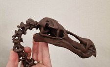 Crane de dodo Skull Raphus