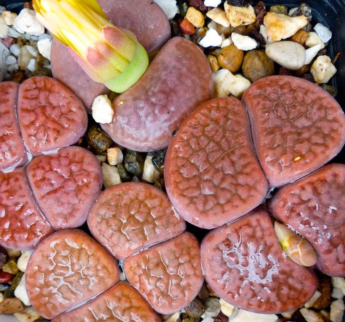 Lithops hookeri - , v