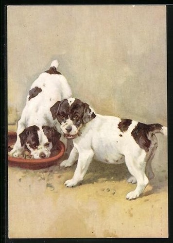 Carte postale the smooth fox - carte,