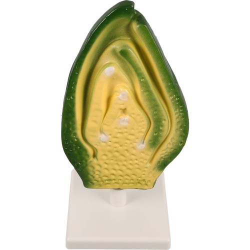 Modèle expérimental - modèle,
