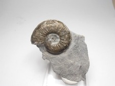 Pyritized Ammonite from the