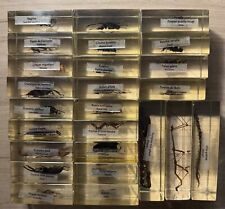 Lot Insectes Sous  Résine (27 Pieces)