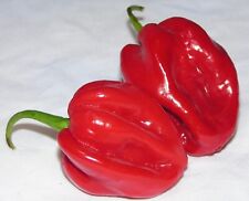 HABANERO ROUGE 30 GRAINES DE PIMENT CHILI PIMENT TRÈS ÉPICÉ