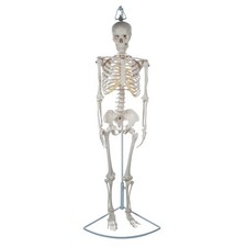 Squelette Humain Eisco 51Cm