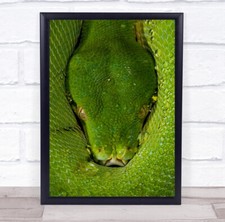 Python snake reptile - python,