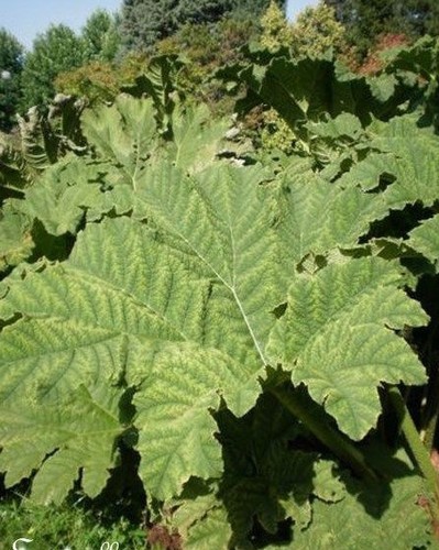 Rhubarbe géante ou - rhubarbe,