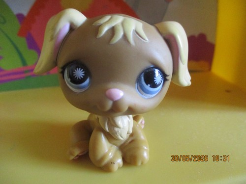 Petshop chien golden retriever - petshop,