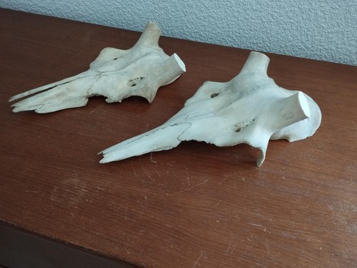 Crane massacre naturel cerf - 2,