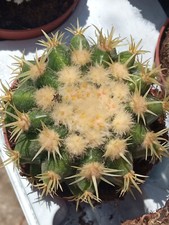 Echinocactus Grusonii