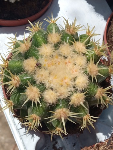 Echinocactus grusonii - echinocactus,