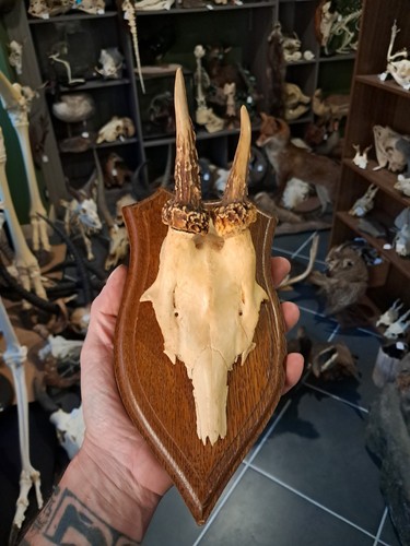 Trophée chevreuil sur - trophée,
