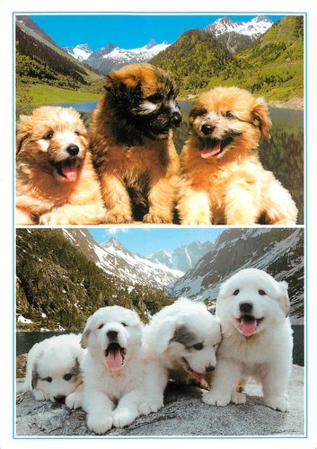Hautes pyrenees chiens - pyrenees, de