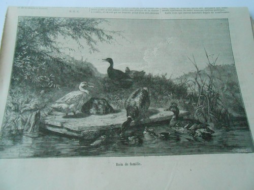 Gravure 1873 bain de famille - bain,