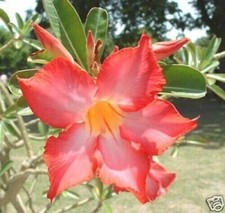 10 graines d'ADENIUM OBESUM