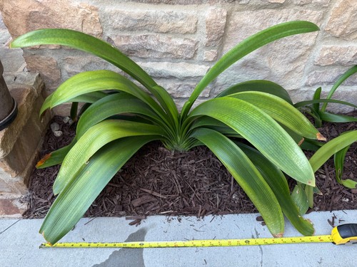Extra large mature clivia - large,,