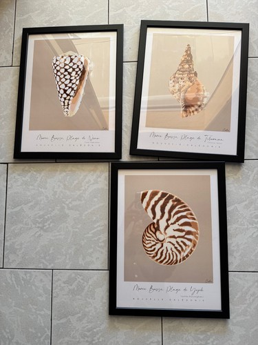 Lot cadres coquillages - lot, 3