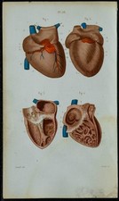 1852 - Planche anatomie