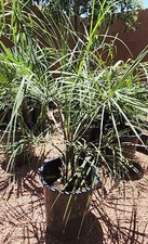 1 Jelly Pindo Palm Tree Plant