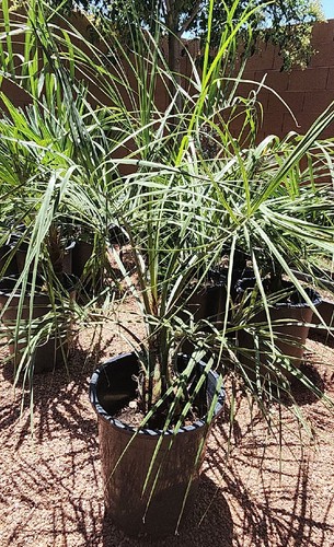 Jelly pindo palm tree plant - 1,