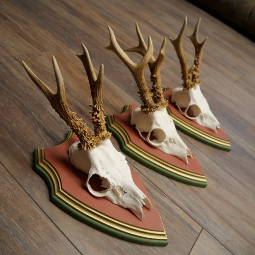 Antlers chevreuil cerfs - de,
