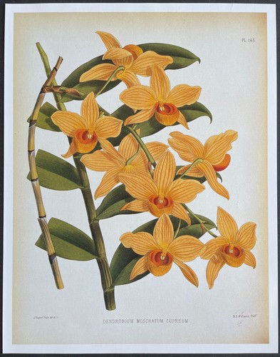 Botanique orchidées - botanique,