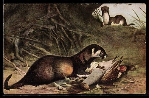 Carte postale artiste iltis - carte, d'artiste