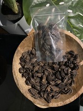 les Griffes de Lion ,Bicorne