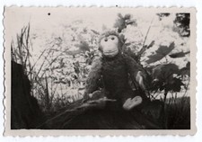 photo anonyme - singe en