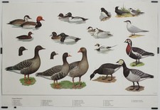 Oiseaux d'Europe 8 1985