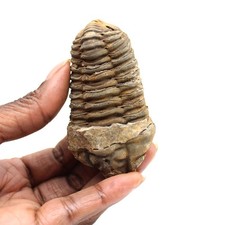 Trilobite fossile 70gr 75mm