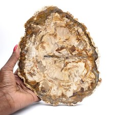 Grande tranche bois pétrifié