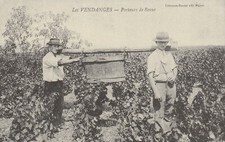 CP Repro 118 Les Vendanges