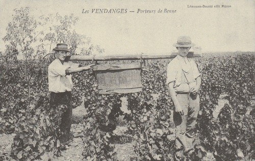 Repro 118 les vendanges - cp,