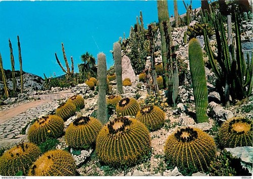 Carte postale fleurs - postale,