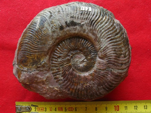 Ammonite toarcien - ammonite, du