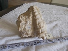 FOSSILE.NERINAEA MUSAE.GASTROPODE.MOULAGE INTERNE.JURASSIQUE.LORRAINE. 800G.