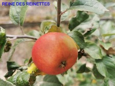 Pommier greffé (forte vigueur) - Reine des reinettes