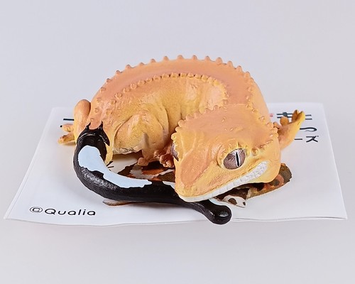 Gecko africain gras - africain,