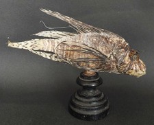 Cabinet de Curiosités poisson