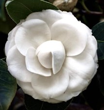 Camelia japonica cultivar PURITY | Pure White Flower | - Camélia Blanc Pur