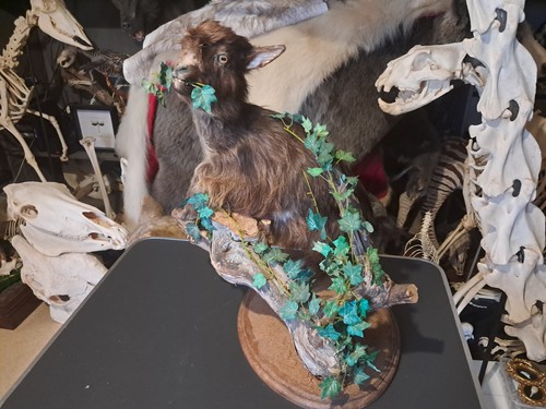 Taxidermie chevreau - taxidermie, de