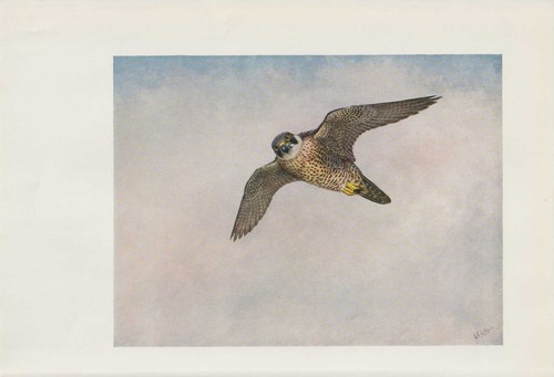 Faucon pèlerin falco - faucon,