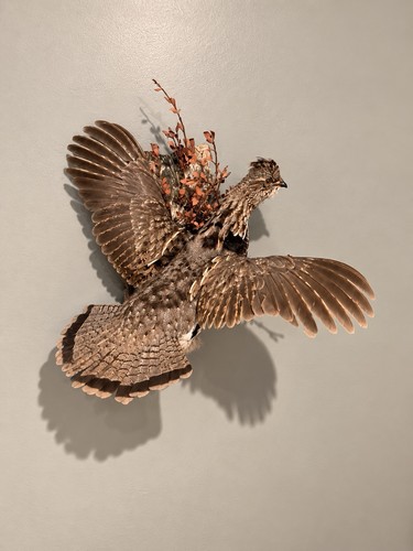 High quality ruffed grouse - high,